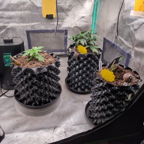 Agnes - Afgooey, (The Seed Fair), 28%, 30/70, (71d/74d/7-9w)459w/ growlog timeline photo