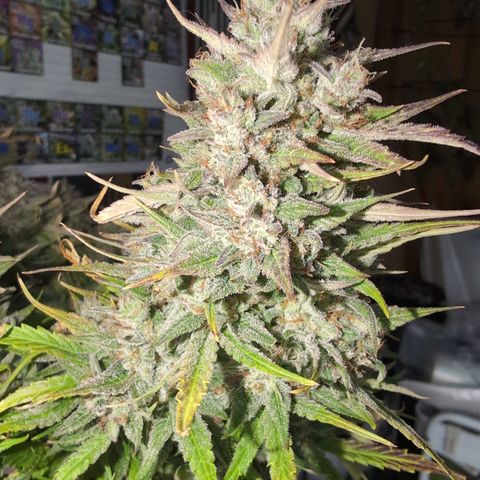 Agnes - Afgooey, (The Seed Fair), 28%, 30/70, (71d/74d/7-9w)459w/ growlog timeline photo