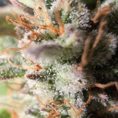 Agnes - Afgooey, (The Seed Fair), 28%, 30/70, (71d/74d/7-9w)459w/ growlog timeline photo