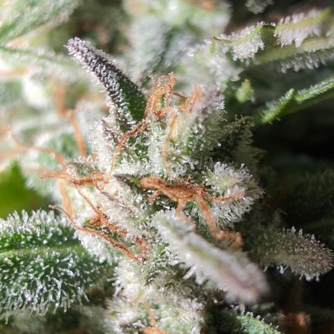 Agnes - Afgooey, (The Seed Fair), 28%, 30/70, (71d/74d/7-9w)459w/ growlog timeline photo