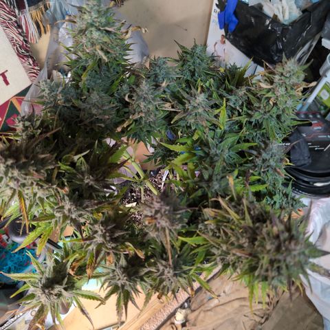 Agnes - Afgooey, (The Seed Fair), 28%, 30/70, (71d/74d/7-9w)459w/ growlog timeline photo