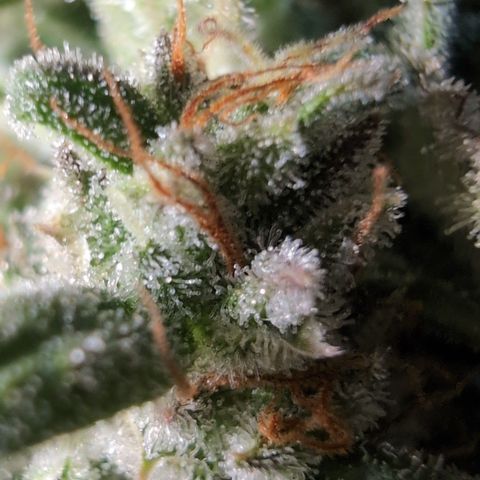 Agnes - Afgooey, (The Seed Fair), 28%, 30/70, (71d/74d/7-9w)459w/ growlog timeline photo