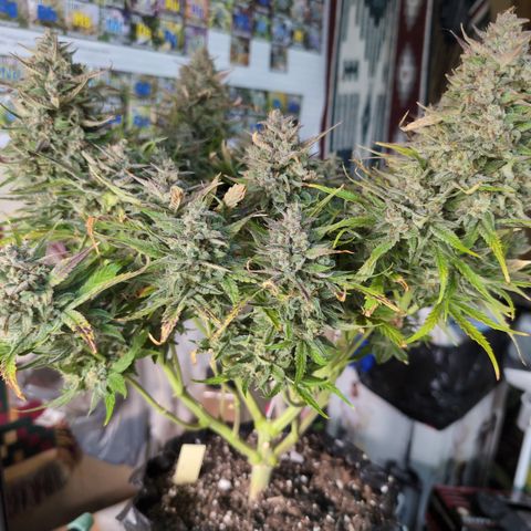 Agnes - Afgooey, (The Seed Fair), 28%, 30/70, (71d/74d/7-9w)459w/ growlog timeline photo