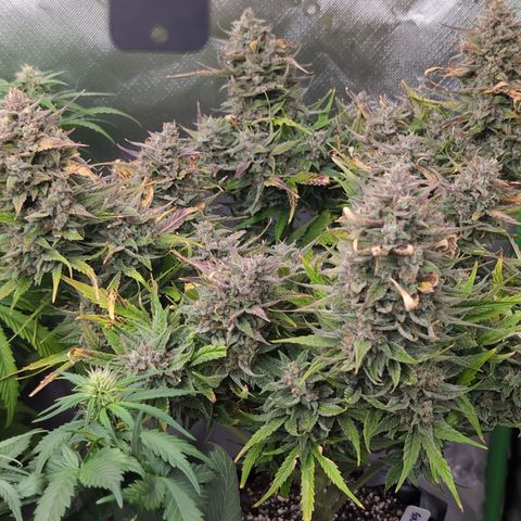 Agnes - Afgooey, (The Seed Fair), 28%, 30/70, (71d/74d/7-9w)459w/ growlog timeline photo