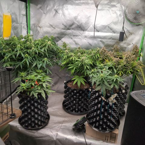 Agnes - Afgooey, (The Seed Fair), 28%, 30/70, (71d/74d/7-9w)459w/ growlog timeline photo