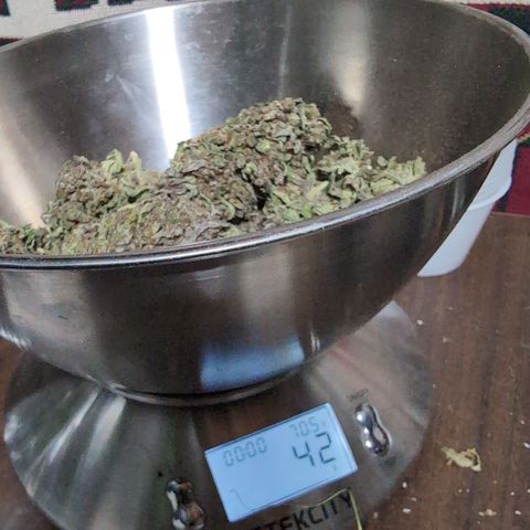 Agnes - Afgooey, (The Seed Fair), 28%, 30/70, (71d/74d/7-9w)459w/ growlog photo: Rimy's final weight +2g that broke off.