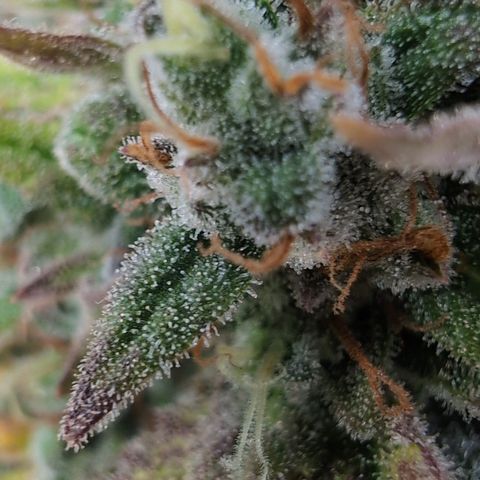 Agnes - Afgooey, (The Seed Fair), 28%, 30/70, (71d/74d/7-9w)459w/ growlog timeline photo