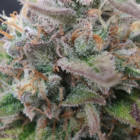 Agnes - Afgooey, (The Seed Fair), 28%, 30/70, (71d/74d/7-9w)459w/ growlog timeline photo