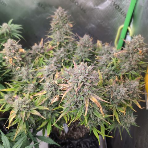 Agnes - Afgooey, (The Seed Fair), 28%, 30/70, (71d/74d/7-9w)459w/ growlog timeline photo
