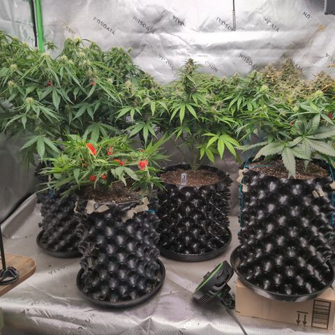 Agnes - Afgooey, (The Seed Fair), 28%, 30/70, (71d/74d/7-9w)459w/ growlog timeline photo