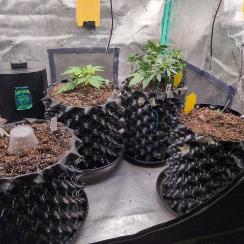 Agnes - Afgooey, (The Seed Fair), 28%, 30/70, (71d/74d/7-9w)459w/ growlog timeline photo
