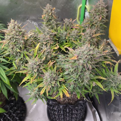 Agnes - Afgooey, (The Seed Fair), 28%, 30/70, (71d/74d/7-9w)459w/ growlog timeline photo