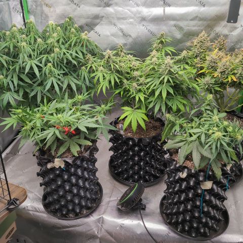 Agnes - Afgooey, (The Seed Fair), 28%, 30/70, (71d/74d/7-9w)459w/ growlog timeline photo