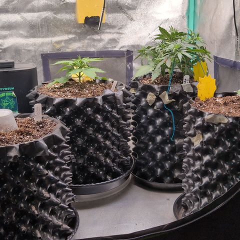 Agnes - Afgooey, (The Seed Fair), 28%, 30/70, (71d/74d/7-9w)459w/ growlog timeline photo
