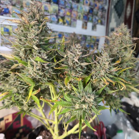 Agnes - Afgooey, (The Seed Fair), 28%, 30/70, (71d/74d/7-9w)459w/ growlog timeline photo