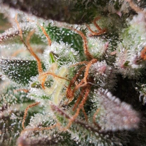 Agnes - Afgooey, (The Seed Fair), 28%, 30/70, (71d/74d/7-9w)459w/ growlog timeline photo