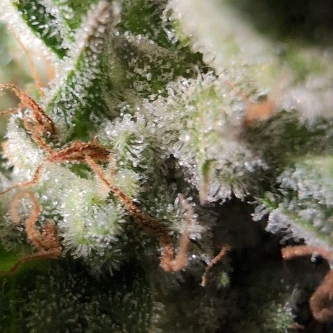 Agnes - Afgooey, (The Seed Fair), 28%, 30/70, (71d/74d/7-9w)459w/ growlog timeline photo