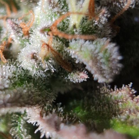 Agnes - Afgooey, (The Seed Fair), 28%, 30/70, (71d/74d/7-9w)459w/ growlog timeline photo