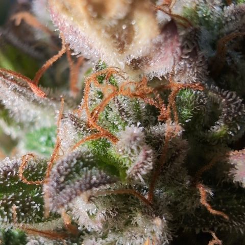 Agnes - Afgooey, (The Seed Fair), 28%, 30/70, (71d/74d/7-9w)459w/ growlog timeline photo