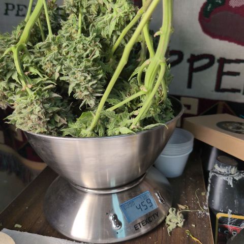 Agnes - Afgooey, (The Seed Fair), 28%, 30/70, (71d/74d/7-9w)459w/ growlog timeline photo