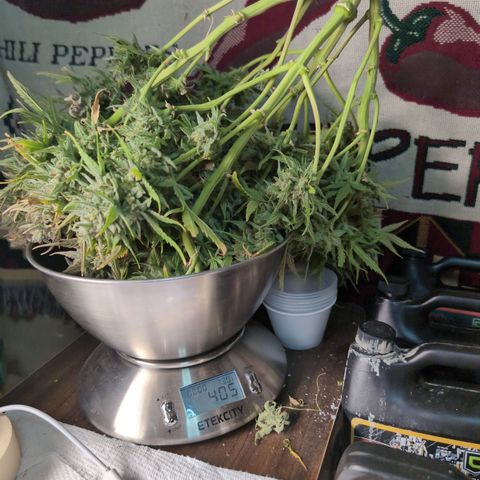 Agnes - Afgooey, (The Seed Fair), 28%, 30/70, (71d/74d/7-9w)459w/ growlog timeline photo