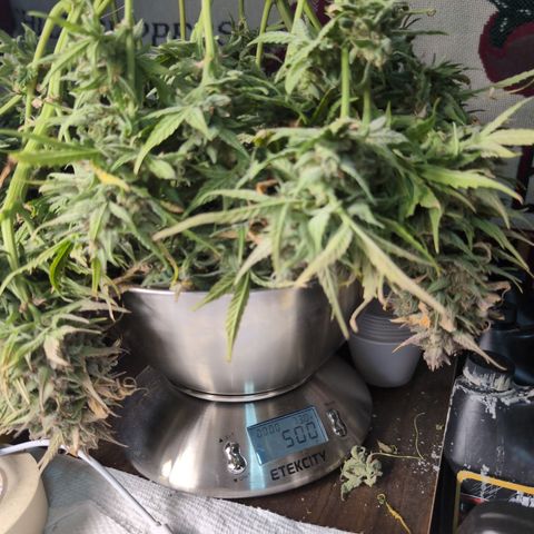 Agnes - Afgooey, (The Seed Fair), 28%, 30/70, (71d/74d/7-9w)459w/ growlog timeline photo