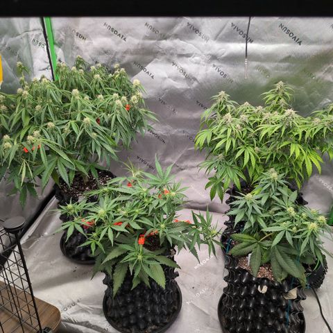 Agnes - Afgooey, (The Seed Fair), 28%, 30/70, (71d/74d/7-9w)459w/ growlog timeline photo