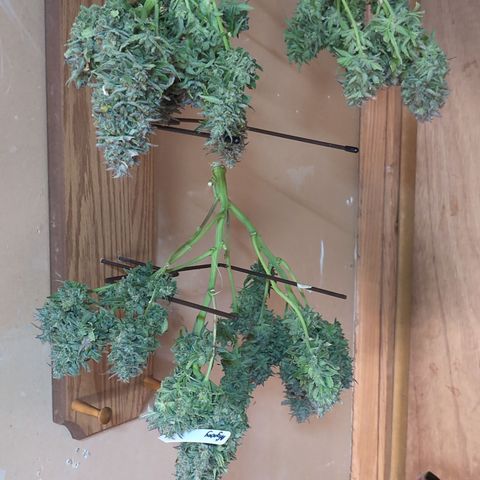 Agnes - Afgooey, (The Seed Fair), 28%, 30/70, (71d/74d/7-9w)459w/ growlog timeline photo