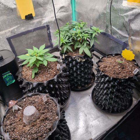 Agnes - Afgooey, (The Seed Fair), 28%, 30/70, (71d/74d/7-9w)459w/ growlog timeline photo