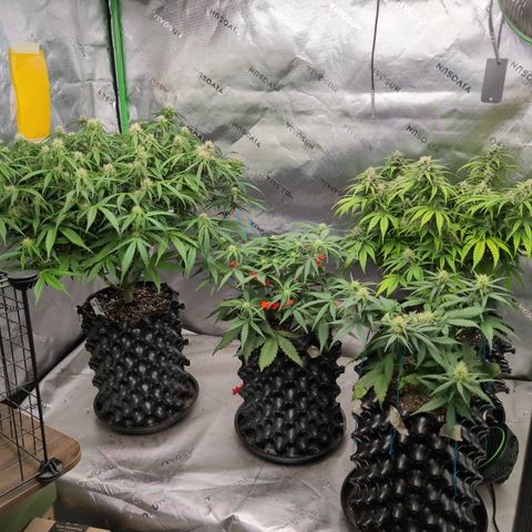 Agnes - Afgooey, (The Seed Fair), 28%, 30/70, (71d/74d/7-9w)459w/ growlog timeline photo