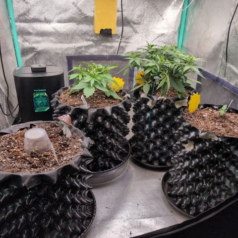 Agnes - Afgooey, (The Seed Fair), 28%, 30/70, (71d/74d/7-9w)459w/ growlog timeline photo