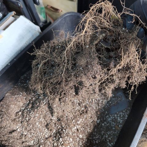 Agnes - Afgooey, (The Seed Fair), 28%, 30/70, (71d/74d/7-9w)459w/ growlog timeline photo