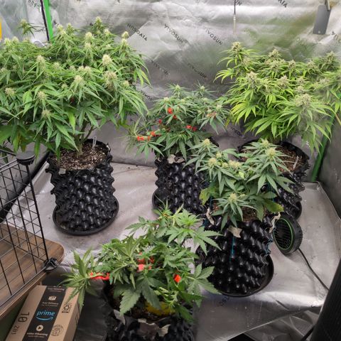 Agnes - Afgooey, (The Seed Fair), 28%, 30/70, (71d/74d/7-9w)459w/ growlog timeline photo