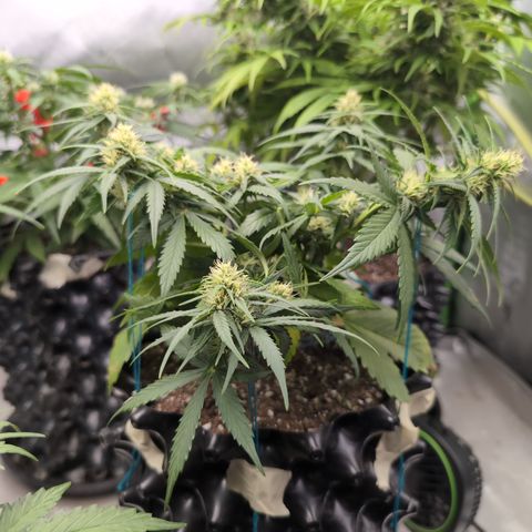 Agnes - Afgooey, (The Seed Fair), 28%, 30/70, (71d/74d/7-9w)459w/ growlog timeline photo