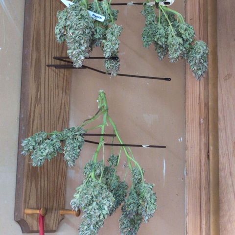 Agnes - Afgooey, (The Seed Fair), 28%, 30/70, (71d/74d/7-9w)459w/ growlog timeline photo