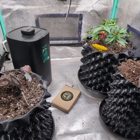 Agnes - Afgooey, (The Seed Fair), 28%, 30/70, (71d/74d/7-9w)459w/ growlog timeline photo