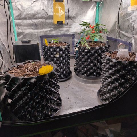 Agnes - Afgooey, (The Seed Fair), 28%, 30/70, (71d/74d/7-9w)459w/88g growlog timeline photo