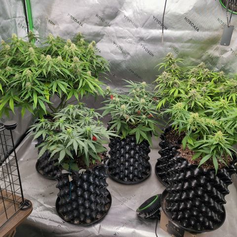 Agnes - Afgooey, (The Seed Fair), 28%, 30/70, (71d/74d/7-9w)459w/88g growlog timeline photo