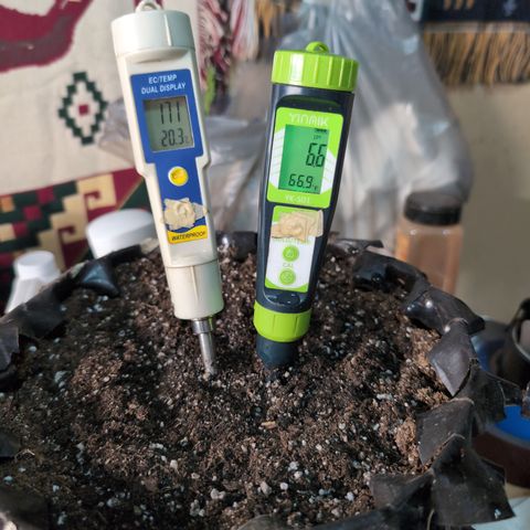 Agnes - Afgooey, (The Seed Fair), 28%, 30/70, (71d/74d/7-9w)459w/88g growlog photo: For Ambient. 3-gallon