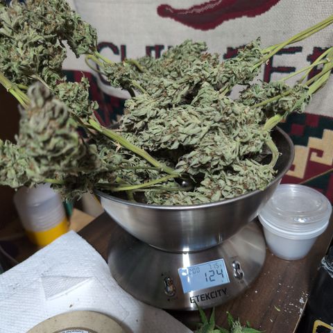 Agnes - Afgooey, (The Seed Fair), 28%, 30/70, (71d/74d/7-9w)459w/88g growlog timeline photo