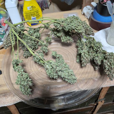 Agnes - Afgooey, (The Seed Fair), 28%, 30/70, (71d/74d/7-9w)459w/88g growlog timeline photo