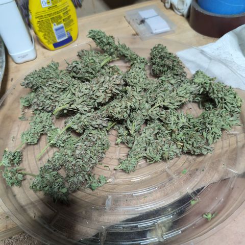 Agnes - Afgooey, (The Seed Fair), 28%, 30/70, (71d/74d/7-9w)459w/88g growlog timeline photo