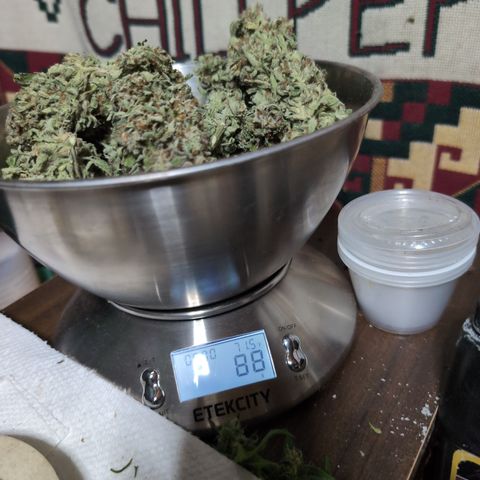 Agnes - Afgooey, (The Seed Fair), 28%, 30/70, (71d/74d/7-9w)459w/88g growlog timeline photo