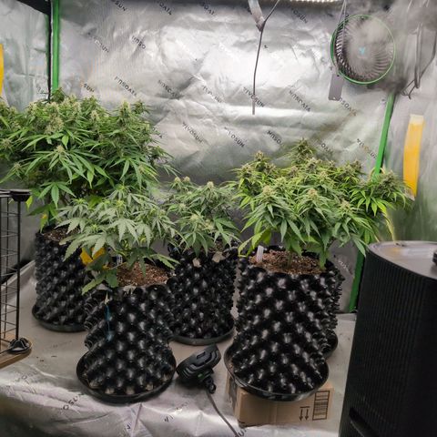 Agnes - Afgooey, (The Seed Fair), 28%, 30/70, (71d/74d/7-9w)459w/88g growlog timeline photo