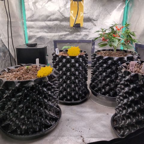 Agnes - Afgooey, (The Seed Fair), 28%, 30/70, (71d/74d/7-9w)459w/88g growlog timeline photo