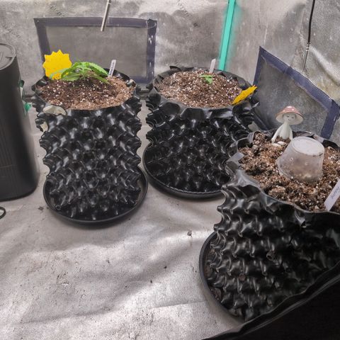 Agnes - Afgooey, (The Seed Fair), 28%, 30/70, (71d/74d/7-9w)459w/88g growlog timeline photo
