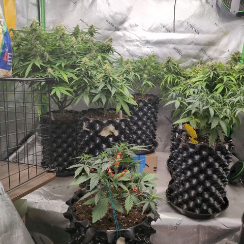 Agnes - Afgooey, (The Seed Fair), 28%, 30/70, (71d/74d/7-9w)459w/88g growlog timeline photo