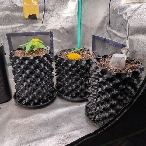 Agnes - Afgooey, (The Seed Fair), 28%, 30/70, (71d/74d/7-9w)459w/88g growlog timeline photo