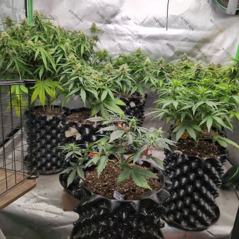 Agnes - Afgooey, (The Seed Fair), 28%, 30/70, (71d/74d/7-9w)459w/88g growlog timeline photo