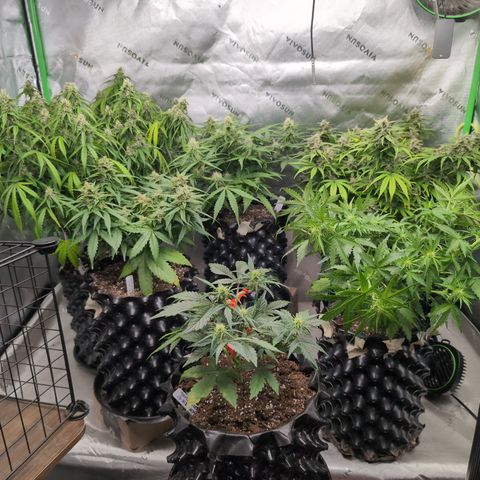Agnes - Afgooey, (The Seed Fair), 28%, 30/70, (71d/74d/7-9w)459w/88g growlog timeline photo